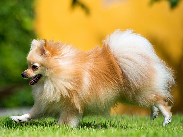 Garde-chien-Loire