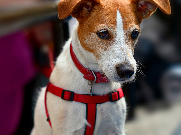 Garde-chien-a-Saint-Etienne